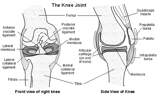 The knee joint