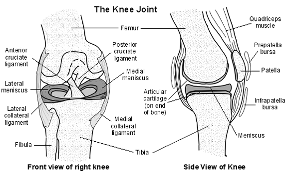 The knee joint